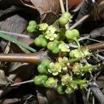 Euphorbia schlechtendalii Plante entière