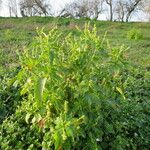 Mercurialis annua Habit