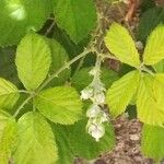 Rubus ulmifolius Feuille