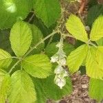 Rubus ulmifolius Leaf