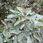 Licania tomentosa Floare