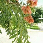 Koelreuteria elegans Fruto