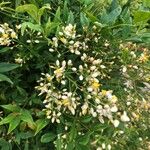 Nandina domesticaFlower