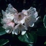 Rhododendron dignabile Λουλούδι