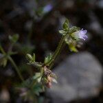 Campanula erinus Flower