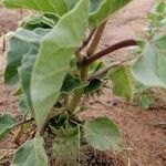 Datura inoxia Leaf