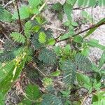 Mimosa pudica Blatt