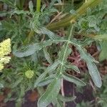 Reseda lutea Blad