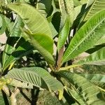 Plumeria obtusa Blatt