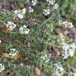 Thymus zygis Leaf