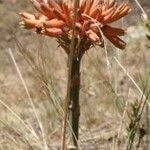 Aloe ecklonis Flower
