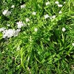 Allium trifoliatum Habitat