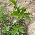 Hydrophyllum capitatum Leaf