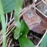 Spiranthes spiralis Blatt