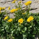 Doronicum grandiflorum Habitus