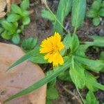 Sphagneticola trilobata Fleur