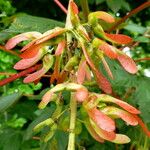 Acer pseudoplatanus Fruit