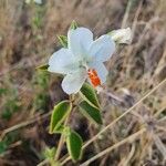 Hibiscus flavifolius 花