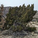 Juniperus monosperma Folha