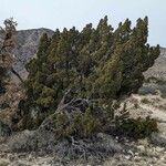 Juniperus monosperma برگ