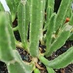 Stapelia grandiflora Leaf