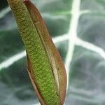 Anthurium crystallinum Flor