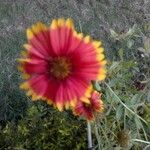 Gaillardia pulchellaFlors