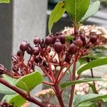 Viburnum tinus Frucht