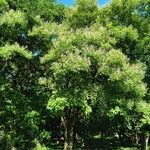 Vitex parviflora