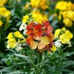 Erysimum × cheiri Floare