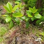 Frangula azorica Likasa