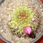 Mammillaria backebergiana Egyéb