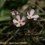 Androsace maxima Fleur