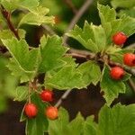 Crataegus pinnatifida 果實