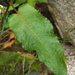 Rumex conglomeratus Leaf