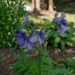 Polemonium foliosissimum Fiore