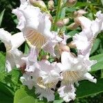 × Chitalpa tashkentensis Flors