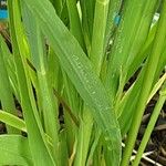 Molinia caerulea 葉