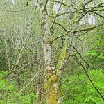 Alnus rubra Bark