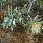 Protea caffra Flor