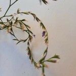 Limonium carolinianum Цветок