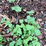 Hydrocotyle americana Pokrój