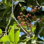 Cordia dichotomaOwoc