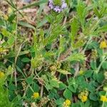 Verbena bracteata 花