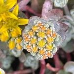 Sedum spathulifolium Цвят