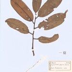 Iryanthera elliptica Blatt