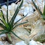 Ornithogalum sardienii