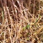 Arenaria aggregata Hoja