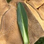 Hymenoxys hoopesii Leaf