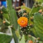 Consolea rubescens Flor
